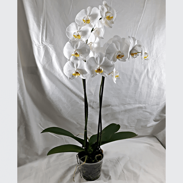 2 Stems White Orchid Plant