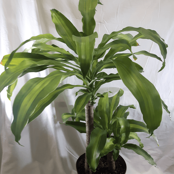 Massangeana Plant