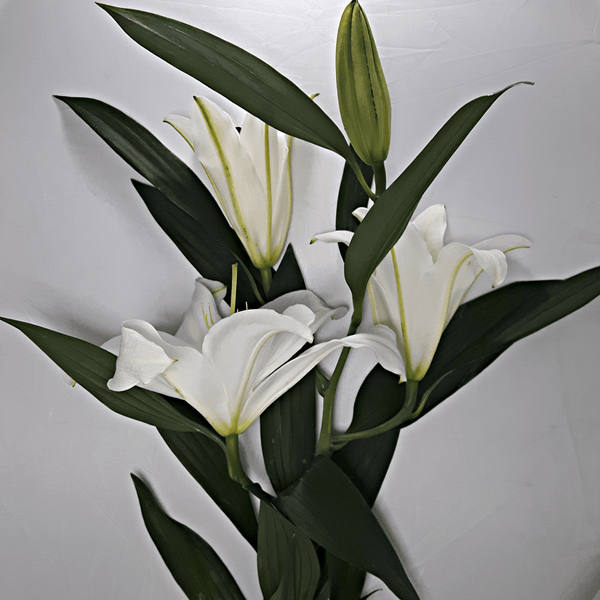 Large White Lilly
