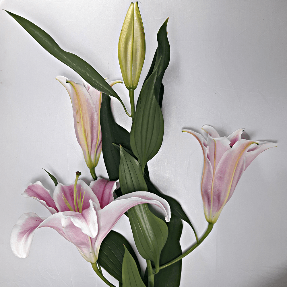 Large Pink Lilly