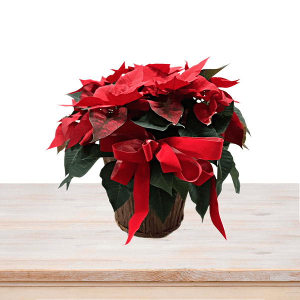 Red Poinsettia Basket