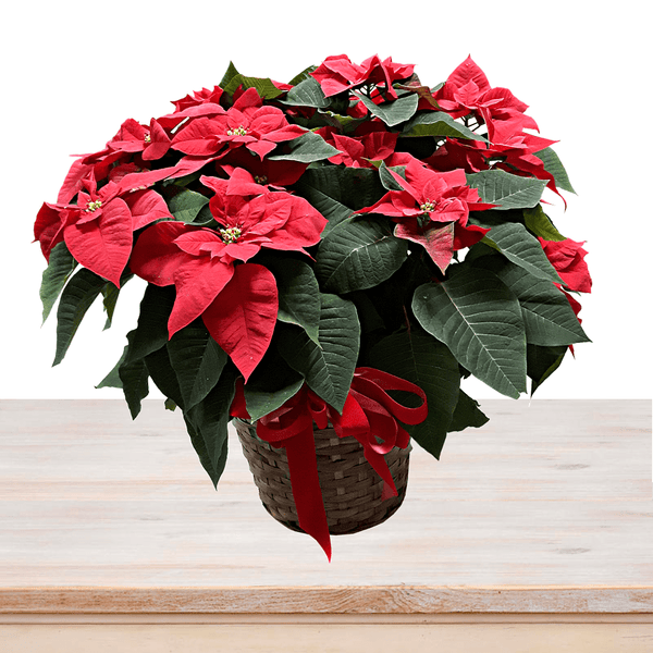 Large Red Poinsettia Basket
