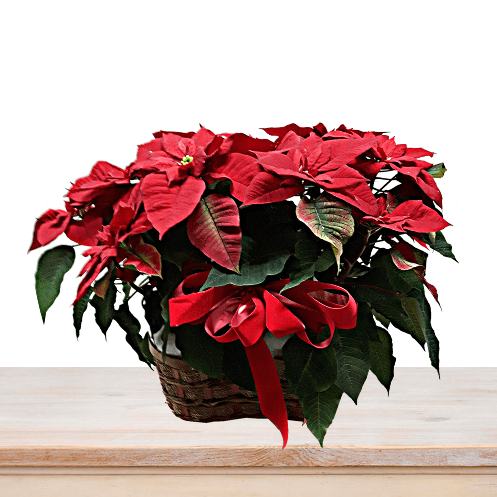 Red Poinsettia Twins