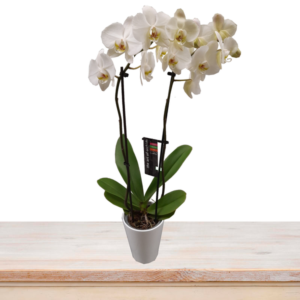 2 Stems White Orchid Plant with Pot